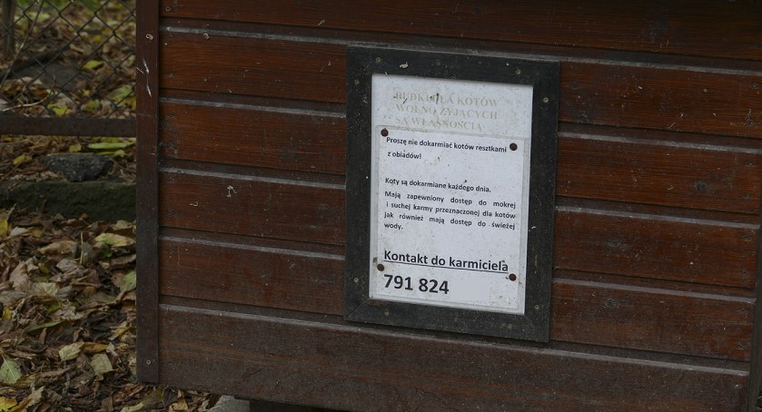 zdjęcie koty