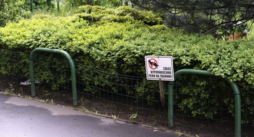 zdjęcie Zakaz wyprowadzania psów na trawniki