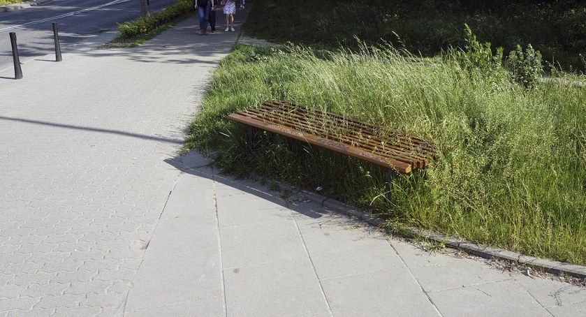 zdjęcie trawa 