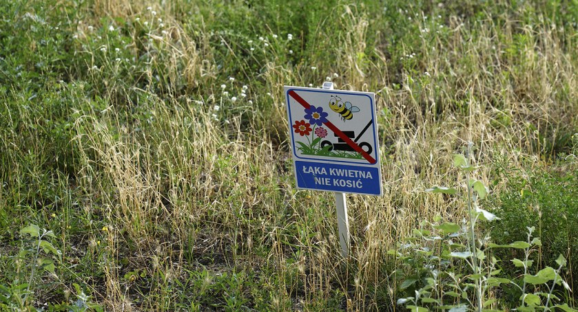 zdjęcie Łąka kwietna