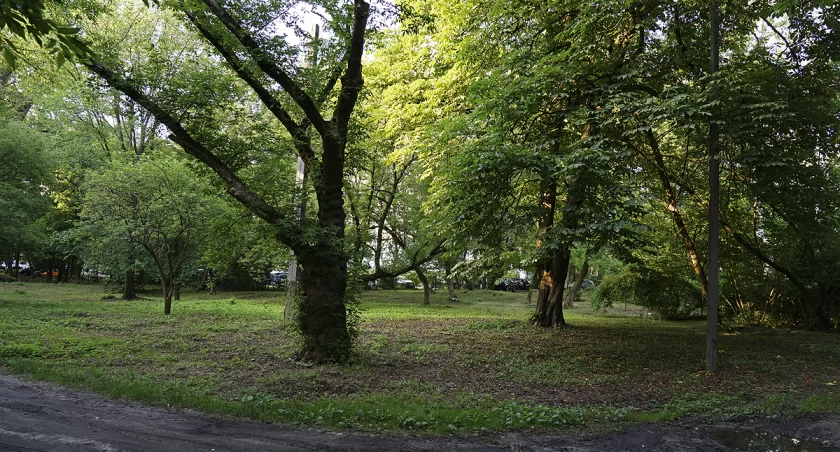 zdjęcie Marymont Potok, pokrzywy i choinki