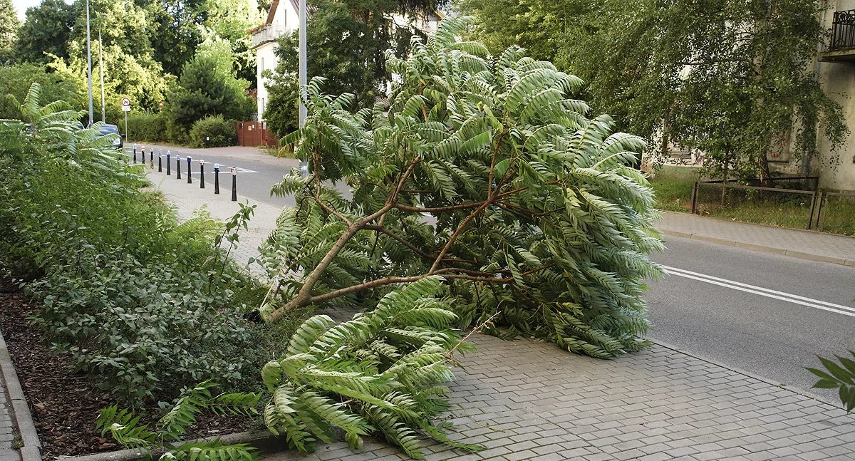 zdjęcie drzewo 