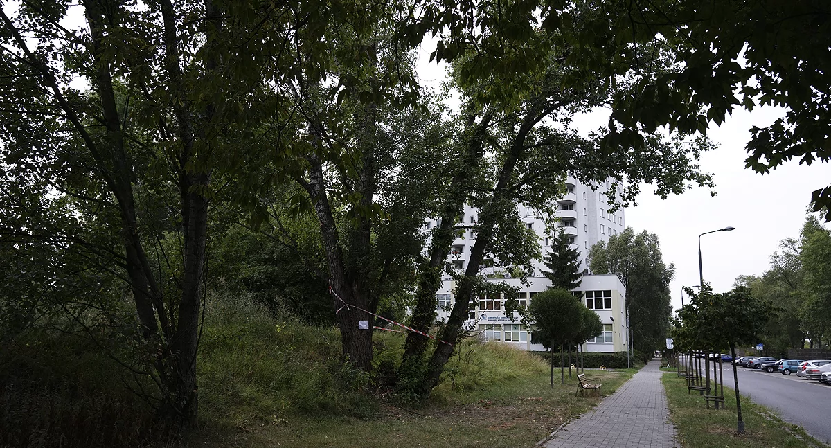 zdjęcie Drzewo skazane na ścięcie