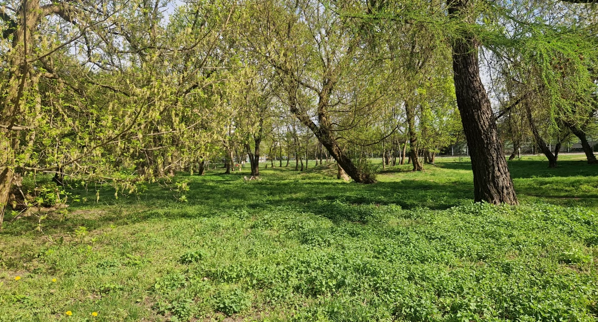 zieleń, „Żoliborz zarasta!” ekologia zwykłe lenistwo - zdjęcie, fotografia