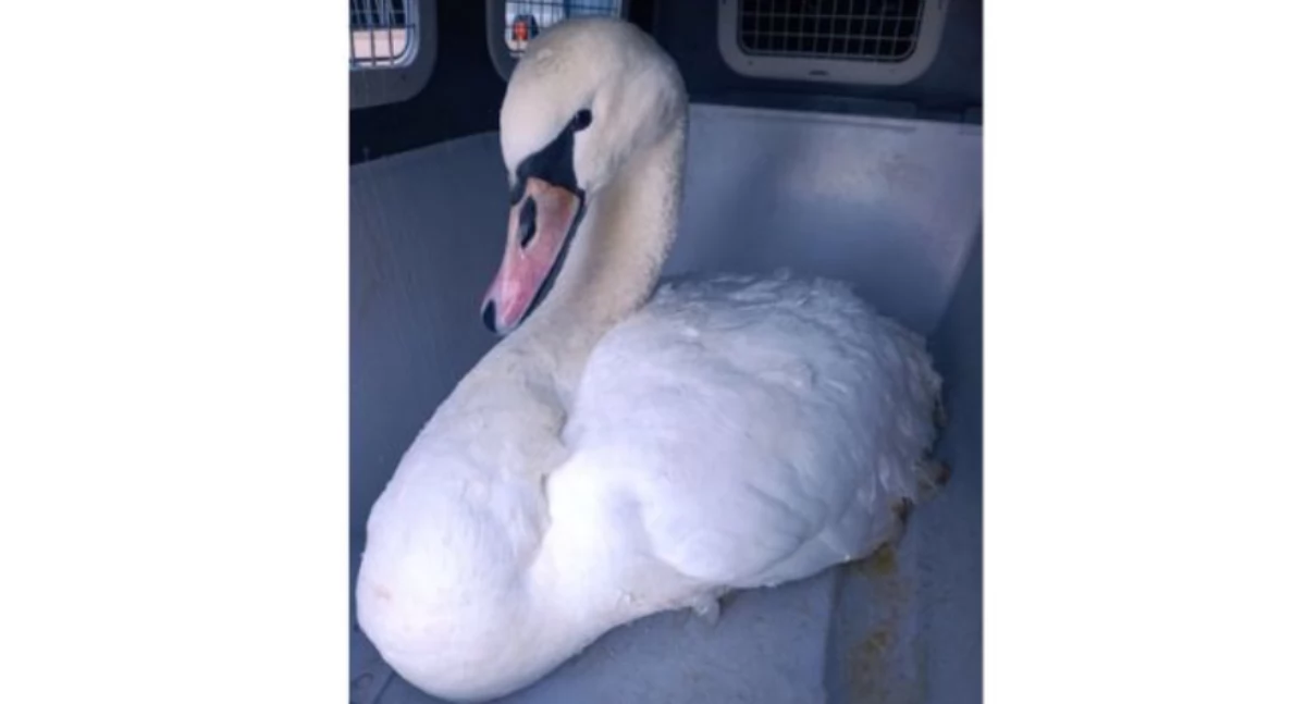 fot. Straż Miejska Warszawa