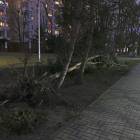 zdjęcie nr 13