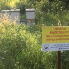 Fotka nr 4 z 11