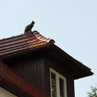 zdjęcie nr 41