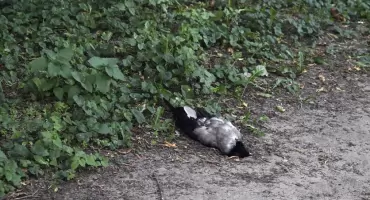 Ptaki padają na Żoliborzu