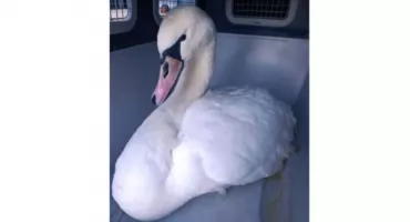 Łabędź przymarzł do lodu na Wiśle – strażnicy i strażacy przyszli z pomocą