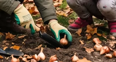 Żoliborz rozkwitnie wiosną: sąsiedzkie sadzenie krokusów w dzielnicy