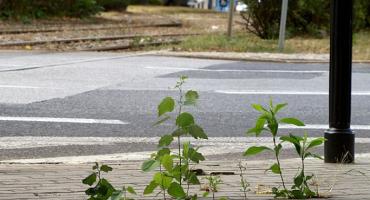 List: Zieleń na Pl. Wilsona